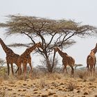 noch mehr Giraffen + Filmchen