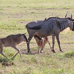 noch mehr Gnus