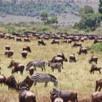 noch mehr Gnus,Zebras und Büffel