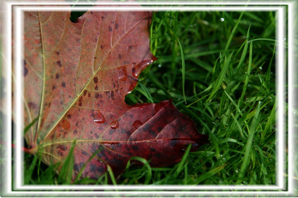 noch mehr herbst!