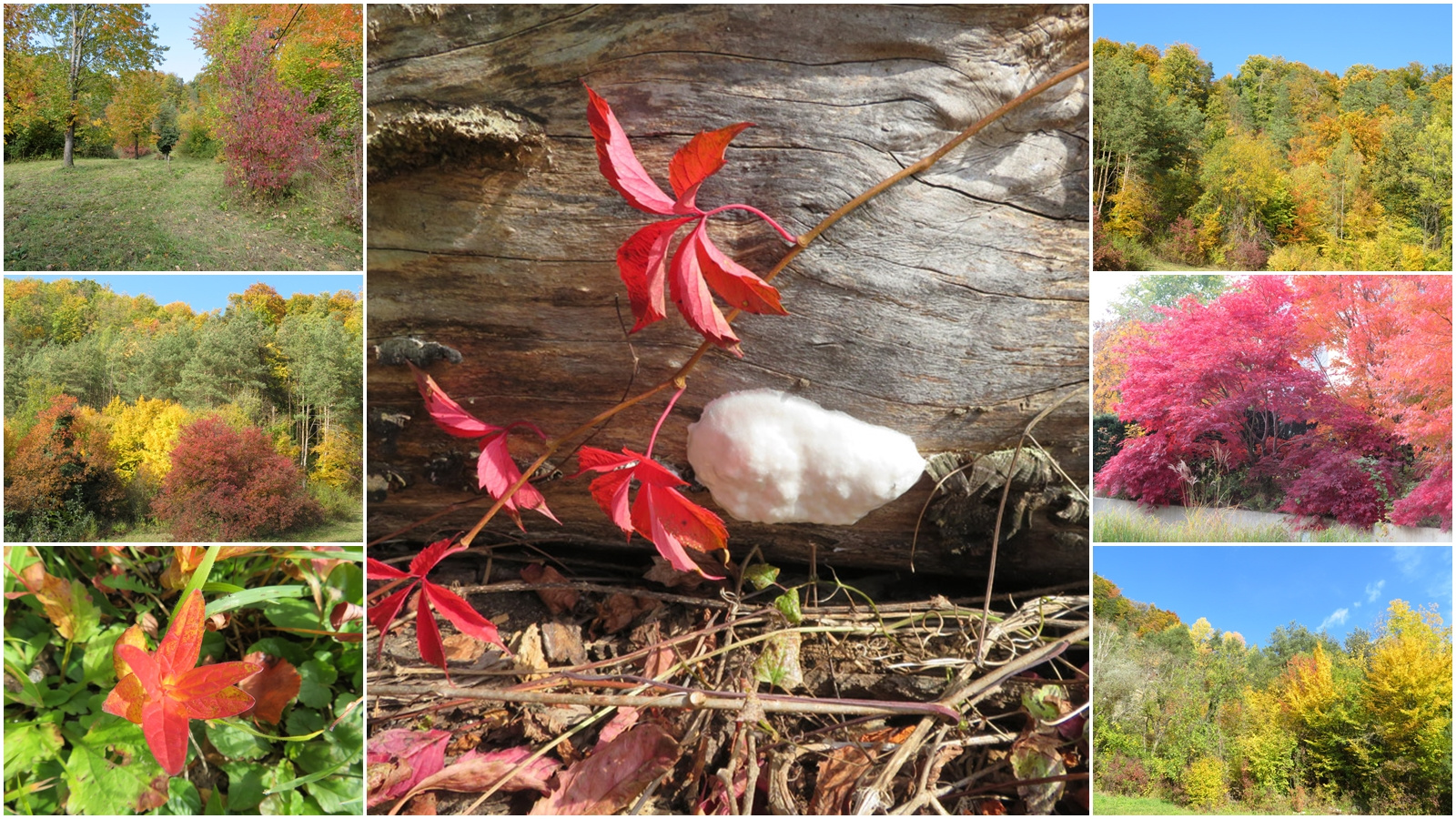  noch mehr Herbstbunt 