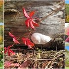  noch mehr Herbstbunt 