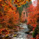 Noch mehr Herbstfarben