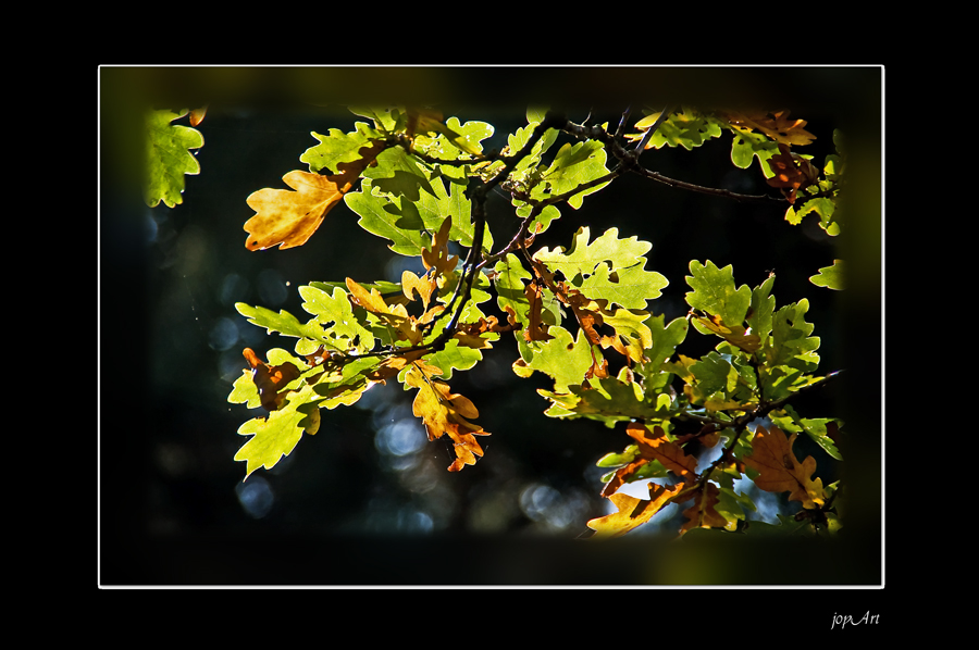 Noch mehr Herbstlichter....