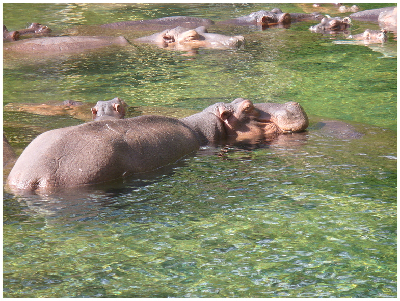 Noch mehr Hippos