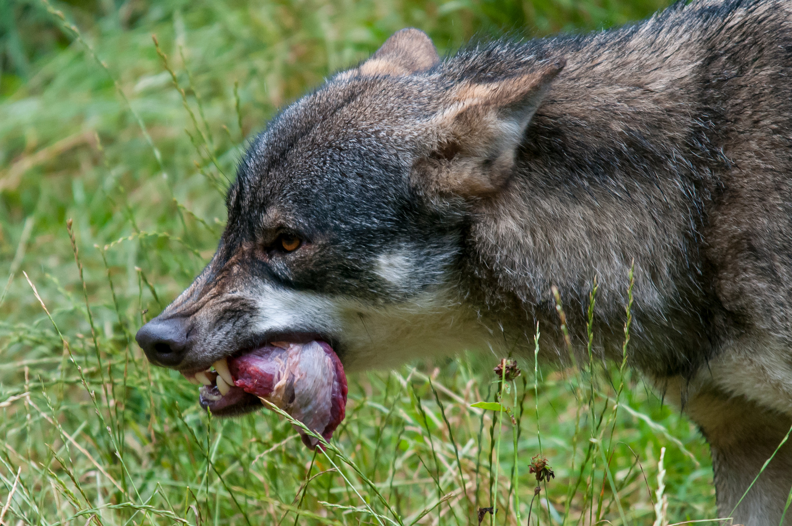 ...noch mehr Hunger!