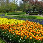 Noch mehr Keukenhof