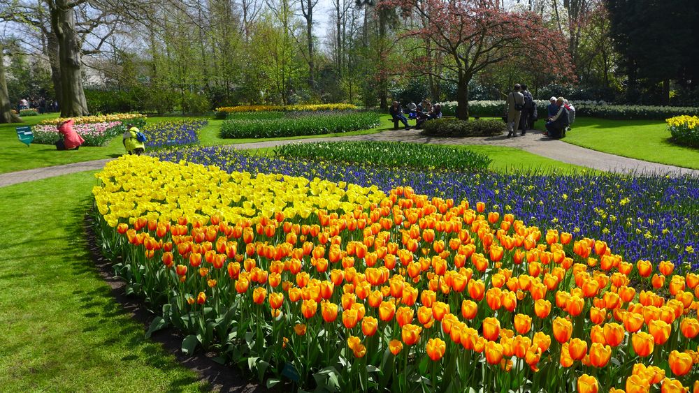 Noch mehr Keukenhof