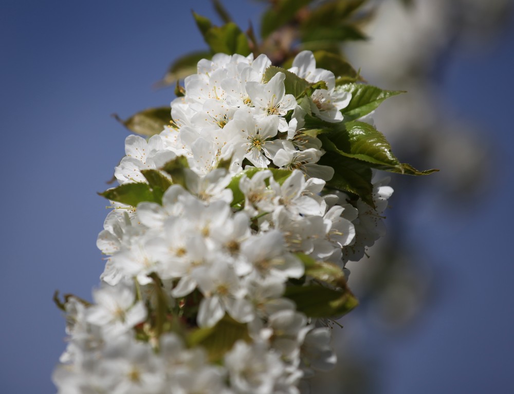 noch mehr Kirschblüten