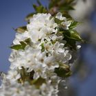 noch mehr Kirschblüten