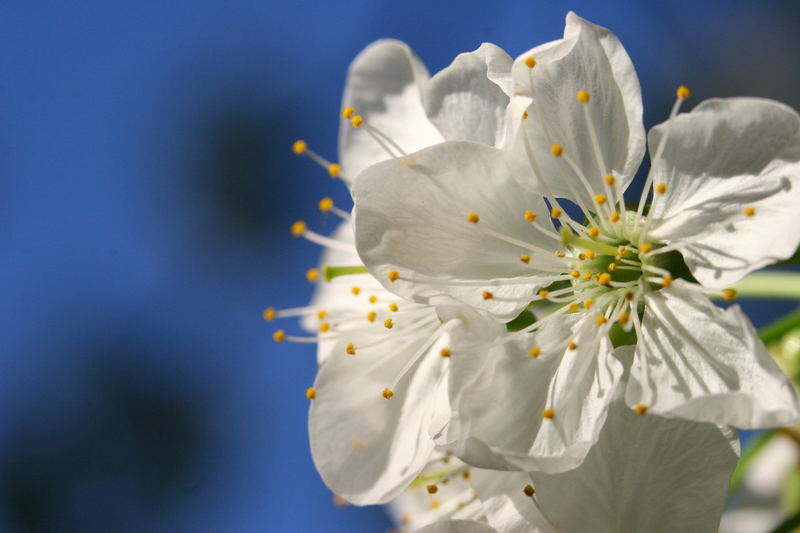 noch mehr Kirschblüten