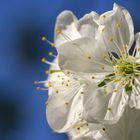 noch mehr Kirschblüten