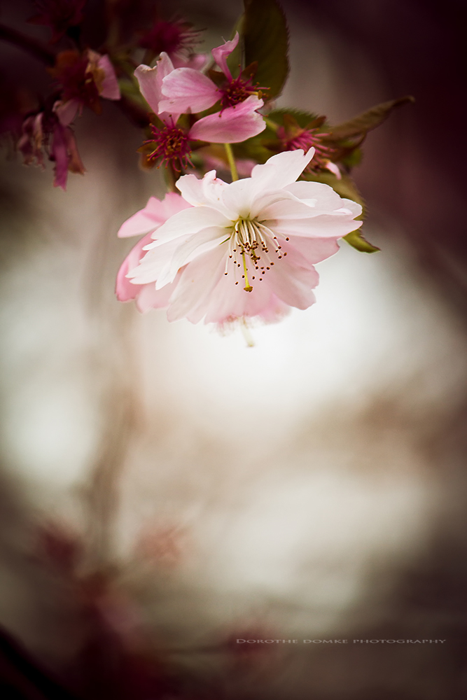 noch mehr Kirschblüten