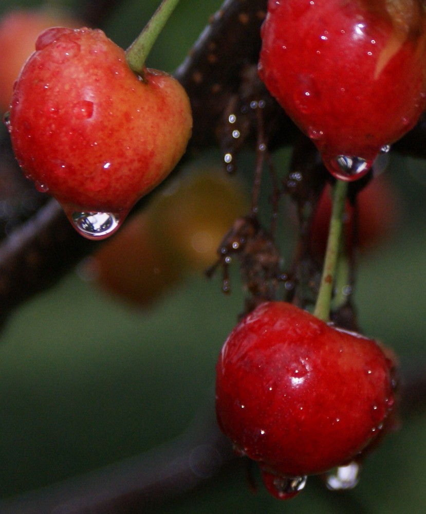 Noch mehr Kirschen im Regen