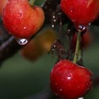 Noch mehr Kirschen im Regen