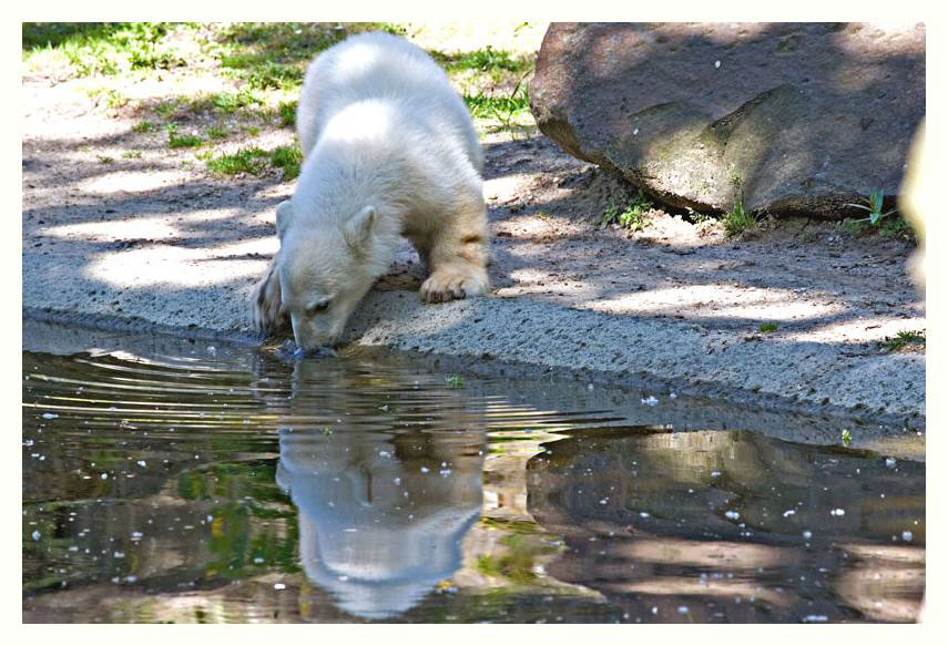 Noch mehr Knut