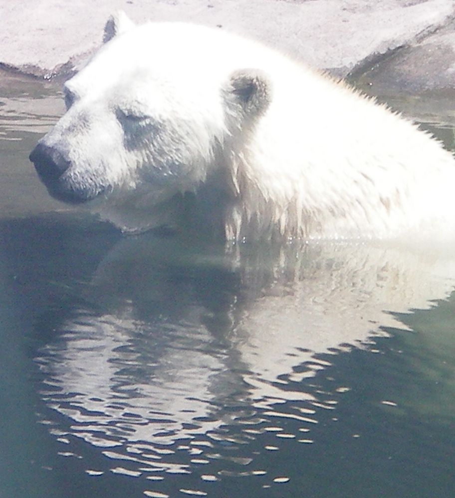 noch mehr " Knut "