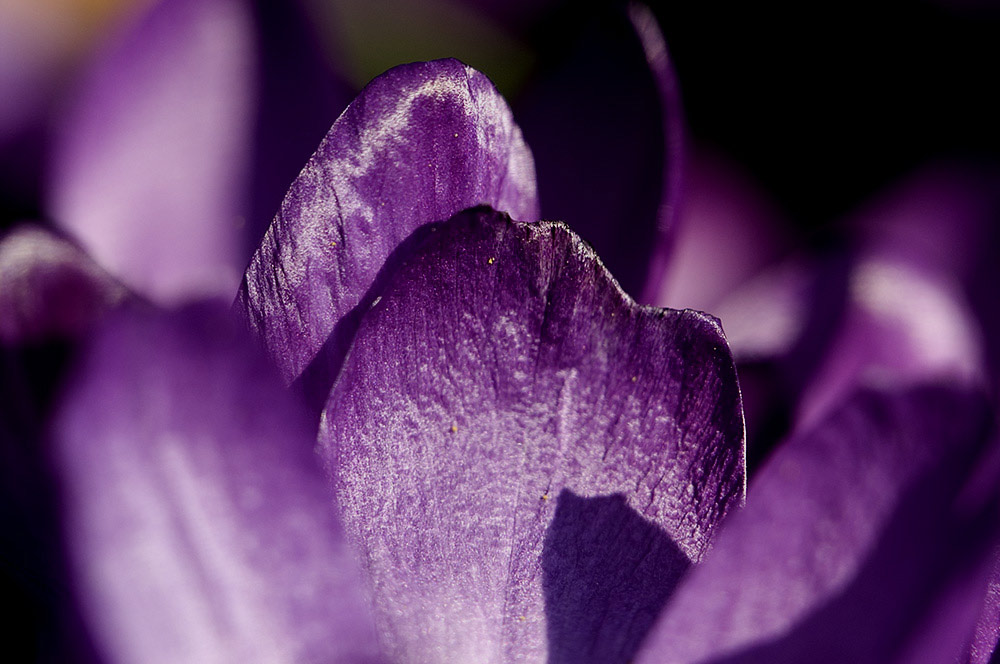 Noch mehr Krokus