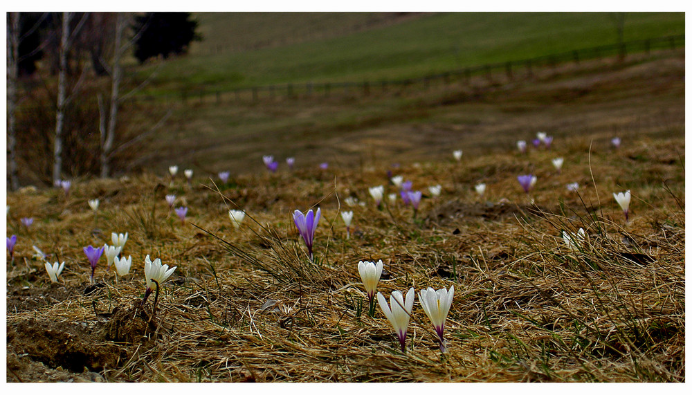 noch mehr krokus(e?)