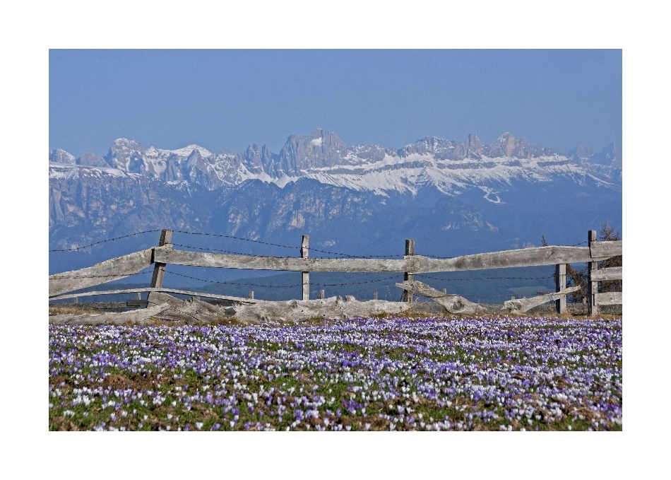 Noch mehr Krokusse.....