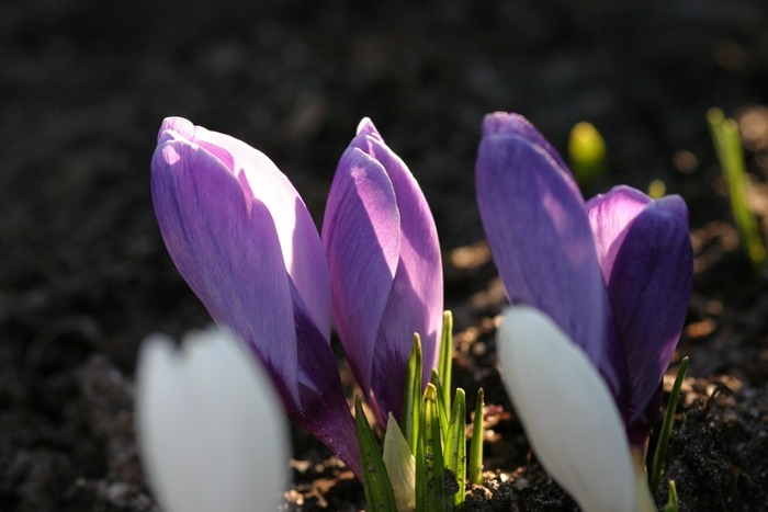 Noch mehr Krokusse