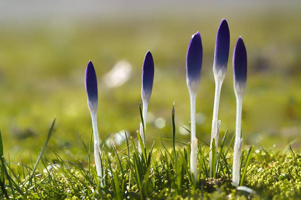 Noch mehr Krokusse