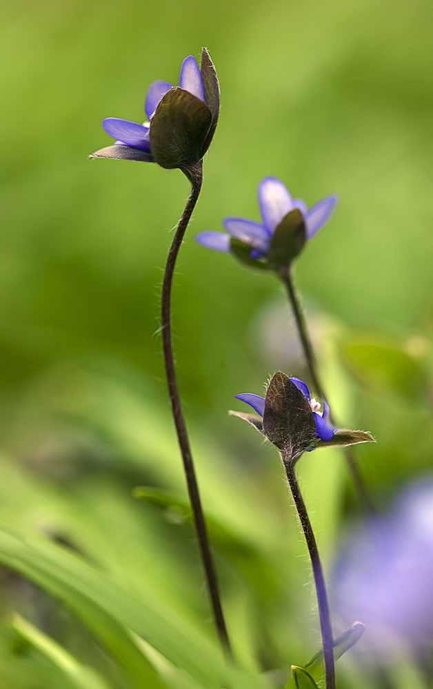 noch mehr Leberblümchen