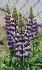 noch mehr Lupinen am Zaun