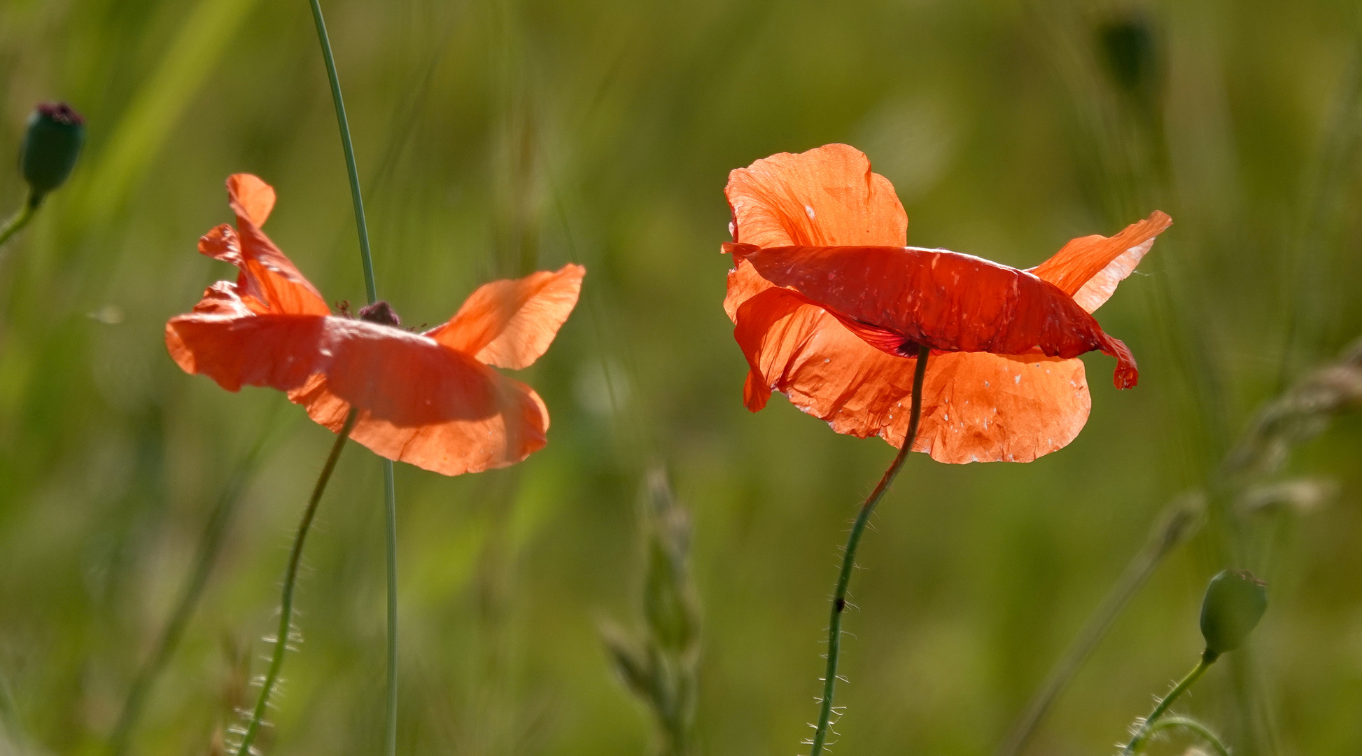 noch mehr Mohn