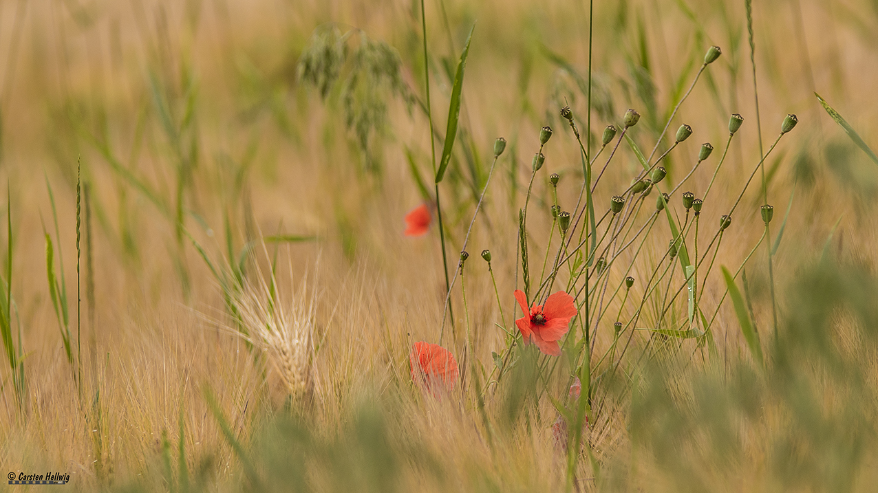 Noch mehr Mohn