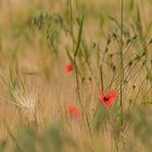 Noch mehr Mohn