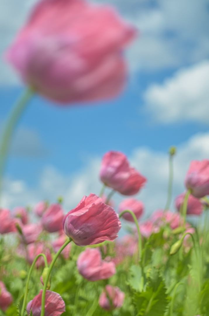 noch mehr Mohn