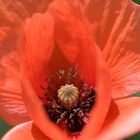 noch mehr Mohn