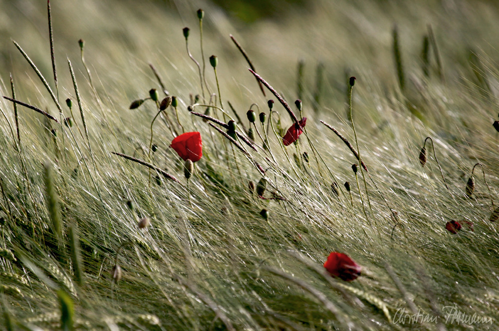 Noch mehr Mohn