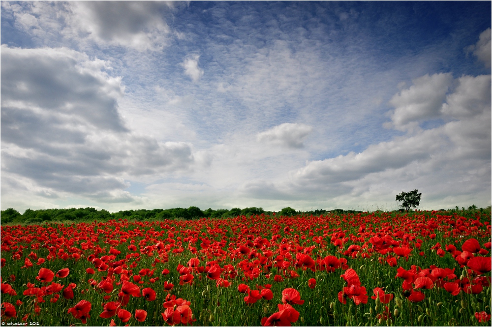 Noch mehr Mohn ...