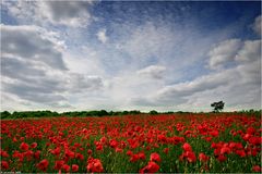 Noch mehr Mohn ...