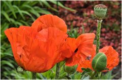 noch mehr Mohn