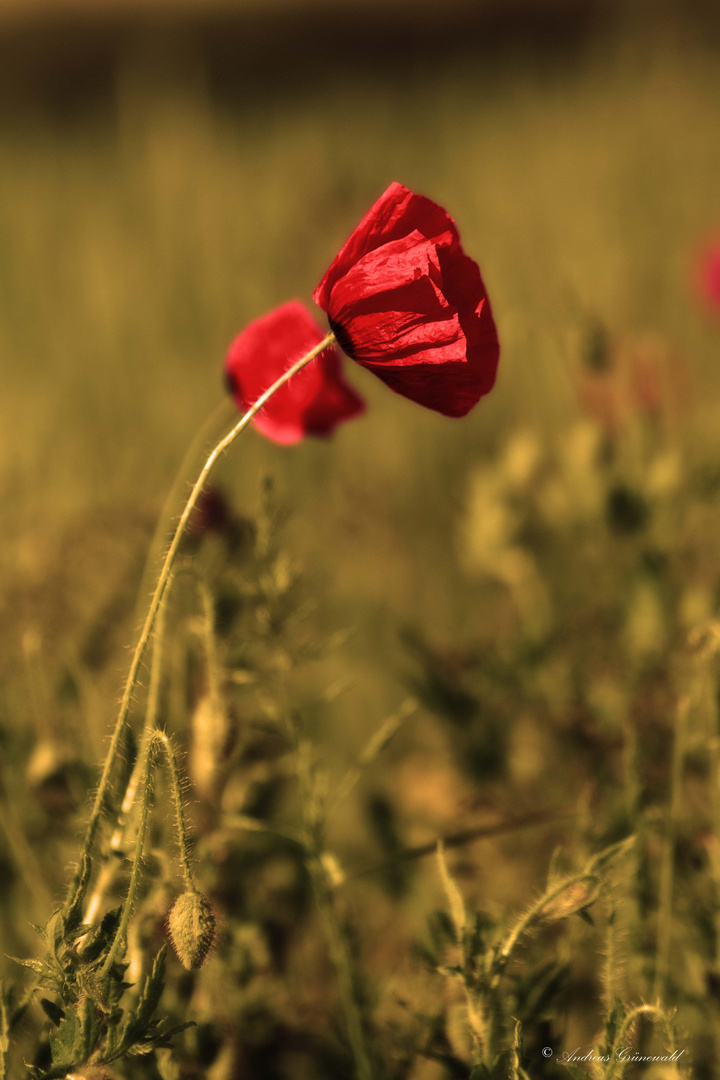 noch mehr Mohn