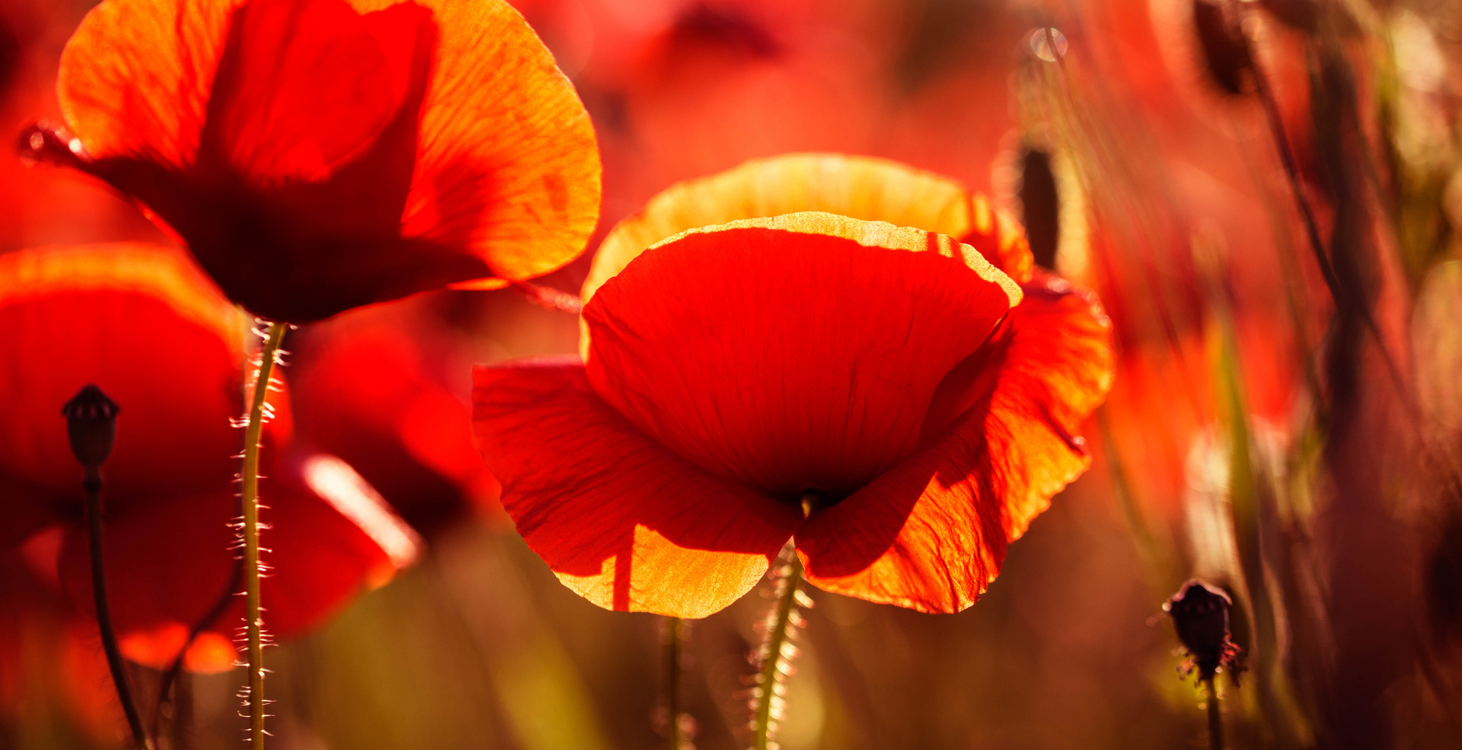 Noch mehr Mohn...