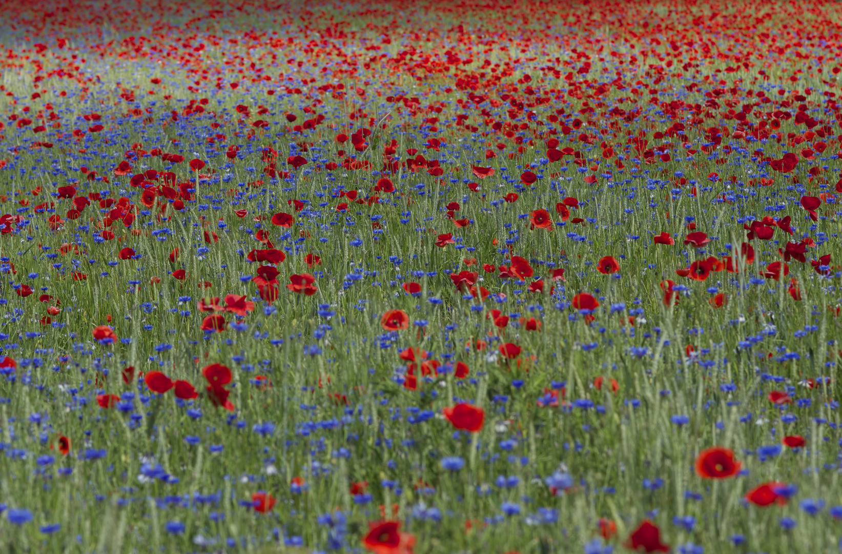 Noch mehr Mohn.................