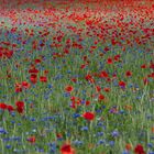 Noch mehr Mohn.................