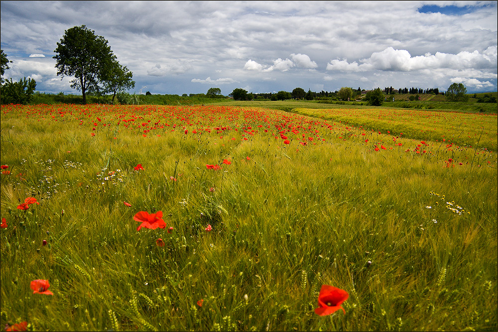 noch mehr Mohn