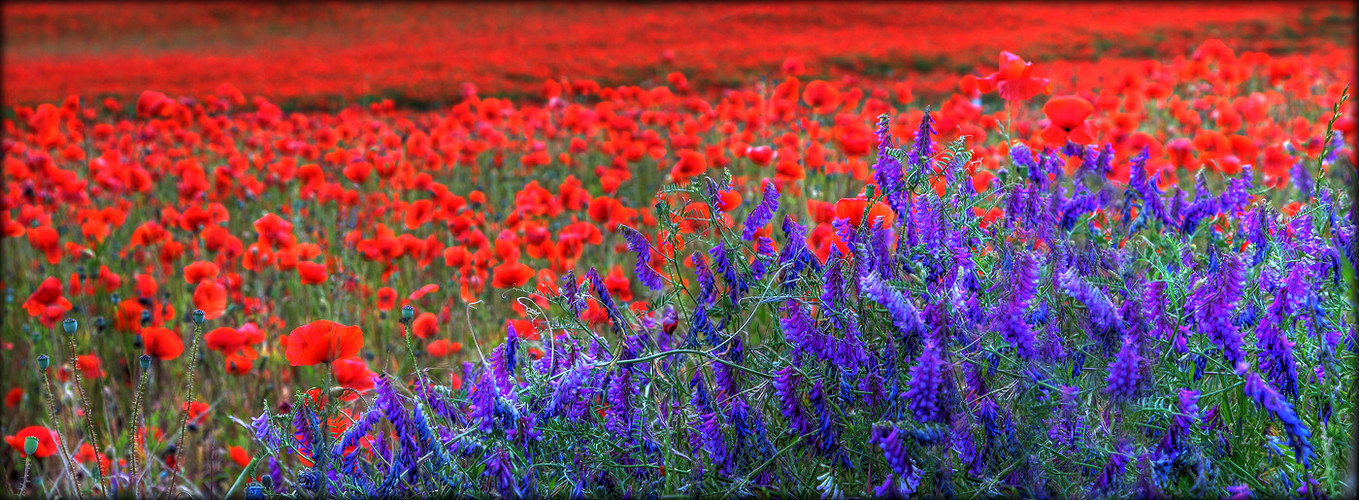 Noch mehr Mohn...