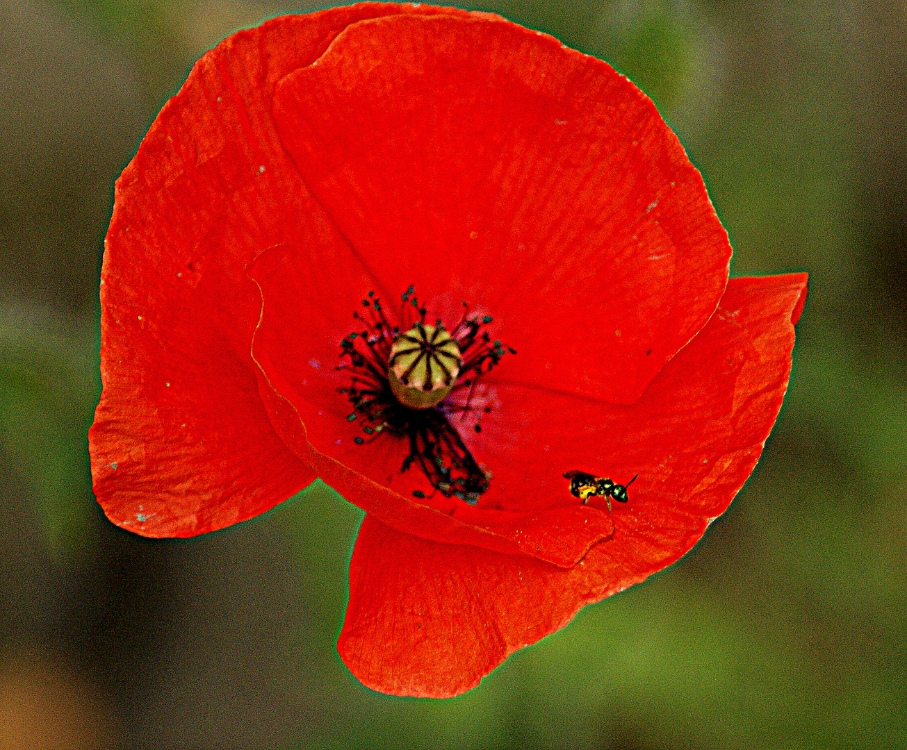 Noch mehr Mohn......