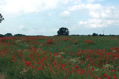 Noch mehr Mohn