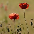 noch mehr Mohn - Fortsetzung