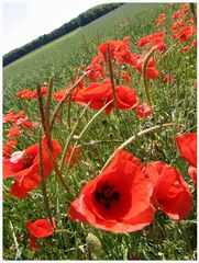 Noch mehr Mohn für ...