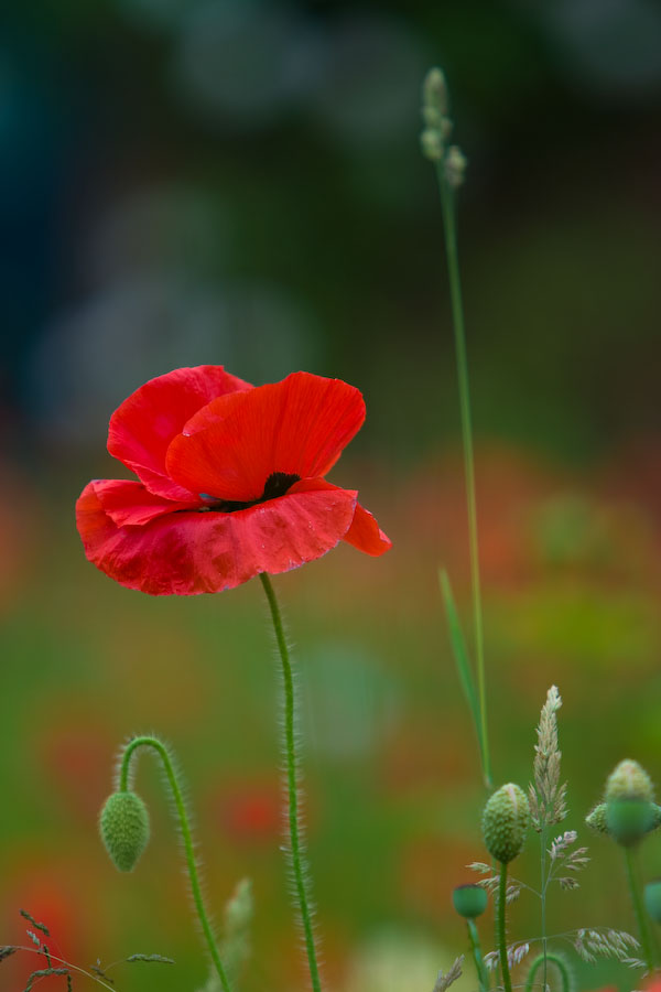 Noch mehr Mohn, Keitum