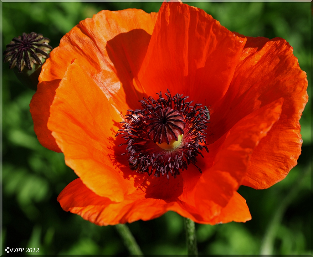 ... noch mehr Mohn ... / ... plus coquelicots ...