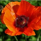 ... noch mehr Mohn ... / ... plus coquelicots ...